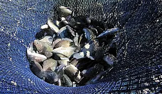 Prefeitura lança projeto "Renascer Peixe" para impulsionar piscicultura em Dourados