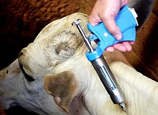 Vacinação da campanha de aftosa já será feita com dose reduzida a partir de maio