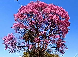 Primavera chega com calor acima da média