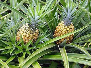 Alternativa para aumentar lucros e diversificar produção é o certificado de fruticultura