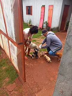 Vacinação antirrábica atende Picadinha, Cerrito e Quilombolas