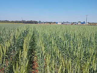 Novas perspectivas para o cultivo de trigo em Mato Grosso do Sul