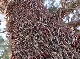 Nuvem de gafanhotos destroi plantações na Argentina, em direção ao Brasil