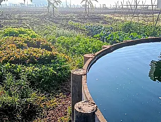 Aquicultura, o motor que conecta e impulsiona o Sisteminha Embrapa