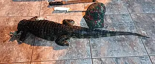 Jacaré decapitado é encontrado em carro após motorista bêbado bater em veículo