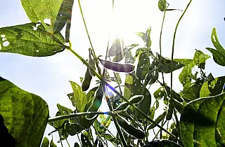 Soja e celulose puxam balança comercial de Mato Grosso do Sul