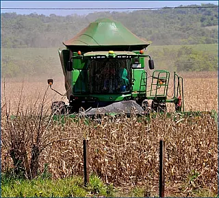 Preço do milho cai 40% na conclusão da safrinha em Mato Grosso do Sul