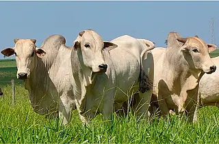 Entra em recuperação abate de bovino em Mato Grosso do Sul