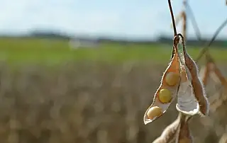 Com projeção de queda de 13% na produção de soja, especialistas esperam El Niño para salvar colheita
