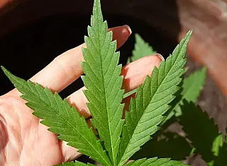 Anvisa define regras para produção de cannabis